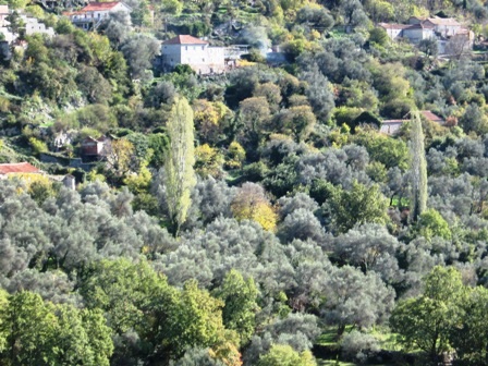 1A1A1AMASLINJAKSISICI