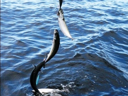 1A1A1Aribaulovljena net