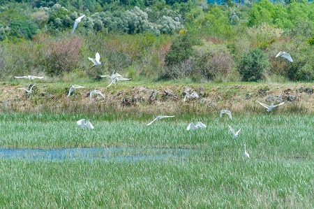 1a1a1aSolila foto Miko Đuričić