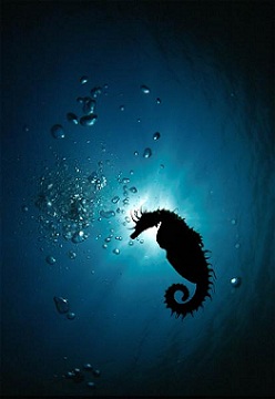 1a1a1aamorecroatia.hr