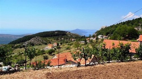 1a1a1amirac montenegro prospects