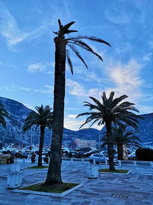 1a1a1apalmaoproavljena