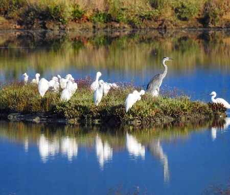 1a1a1ativatska solila facebook.com