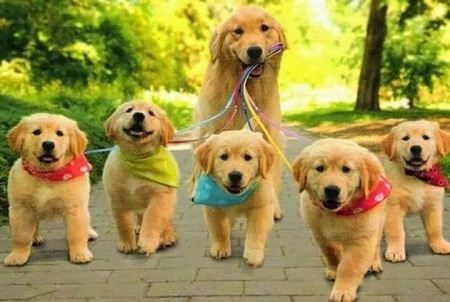 1a1a1psi petface net