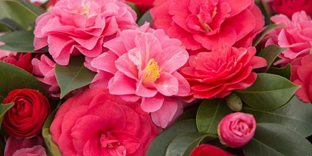 1a1kamelijecvijet net