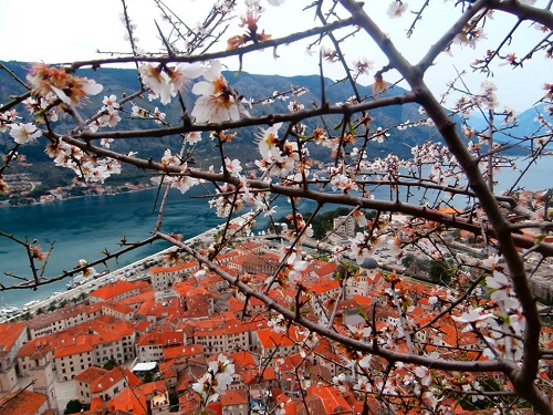 1kotor zjankovicPROLJECE