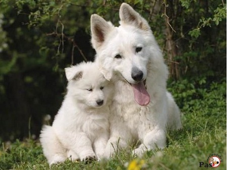 1pas svacarski oglas