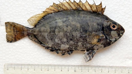 1ribatamnamramornica 24sata.hr