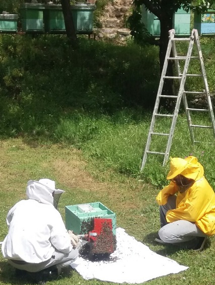 pcelarir dobrota rojenje