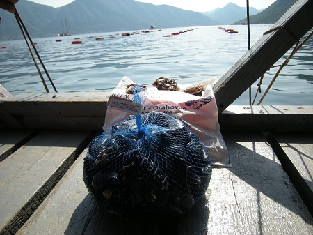 skoljke haccp sistem